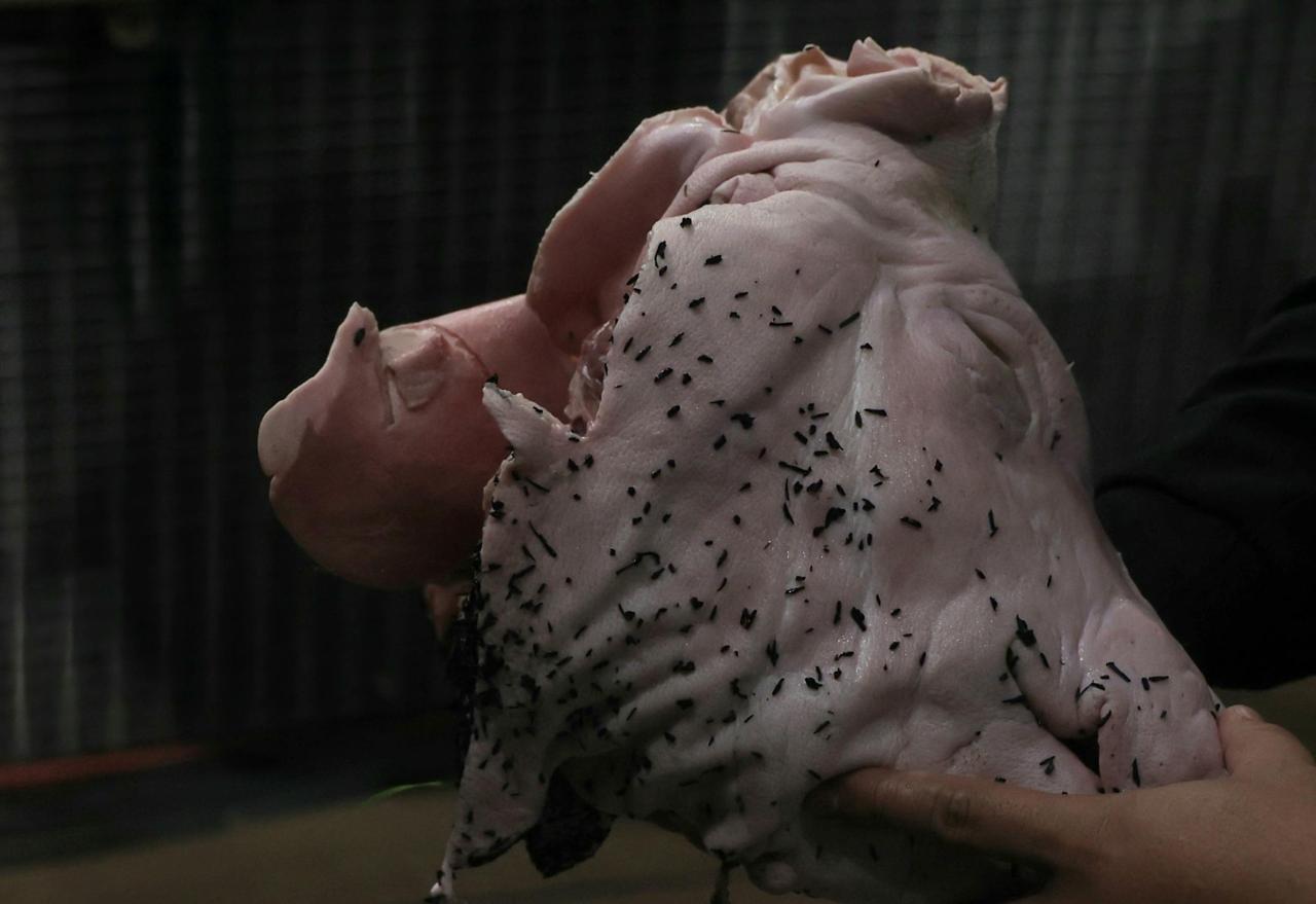 Corinthians: Torcedor condenado por atirar cabeça de porco em clássico.