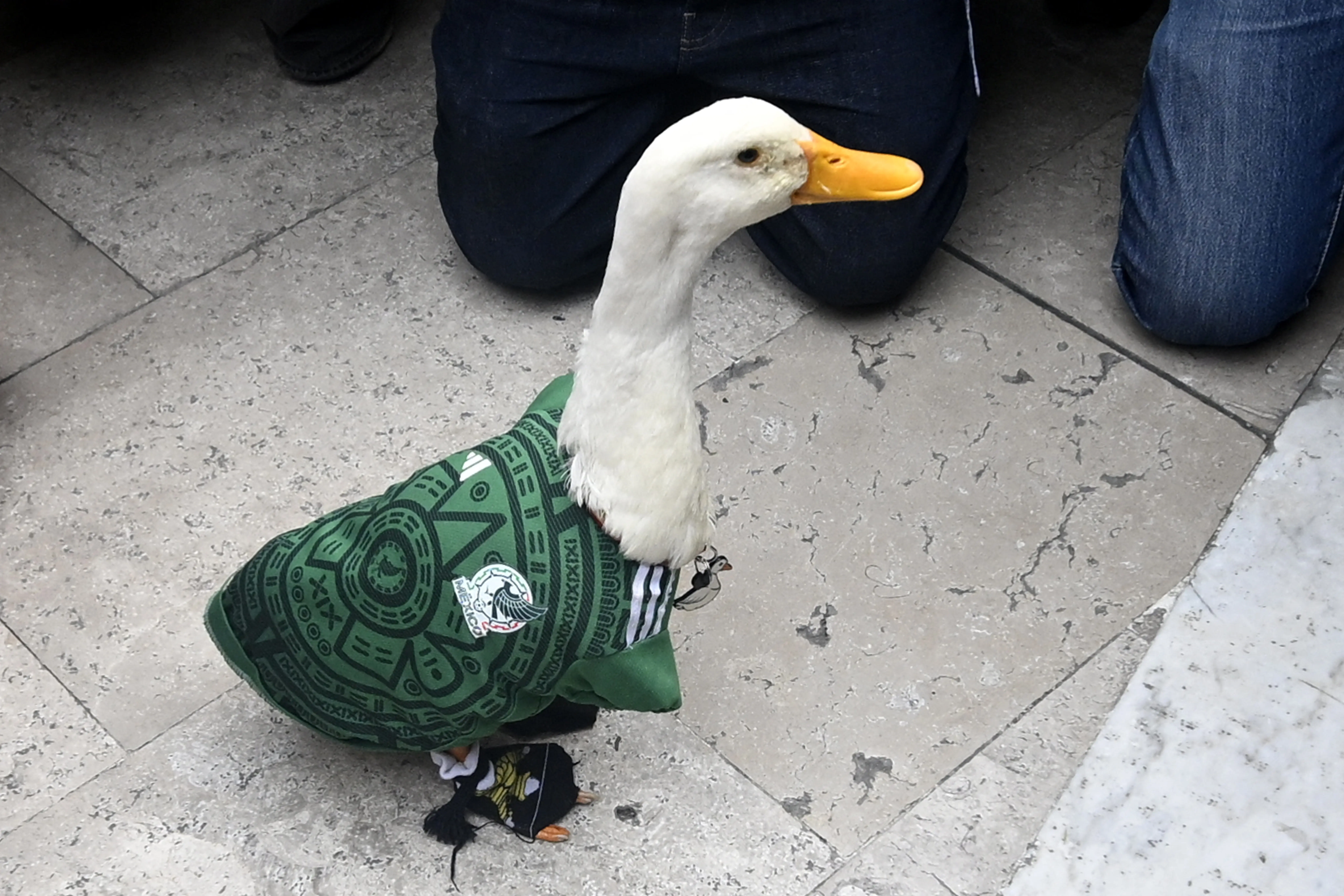 Conheça Pato Merlin, mascote da torcida mexicana que virou sensação na Copa do Mundo