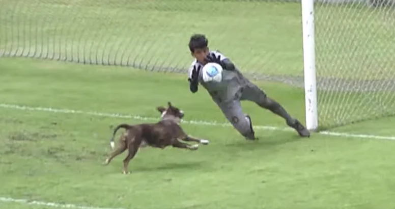 Cachorro invade gramado e quase anota gol pelo Vasco na base