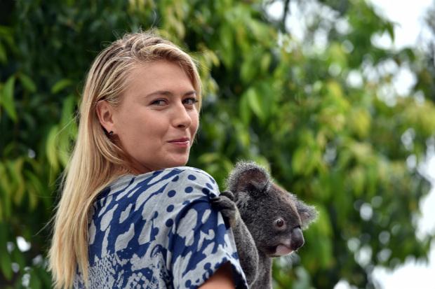 Na última quarta-feira, a musa Sharapova se divertiu com os coalas de Brisbane (Foto: Saeed Khan)
