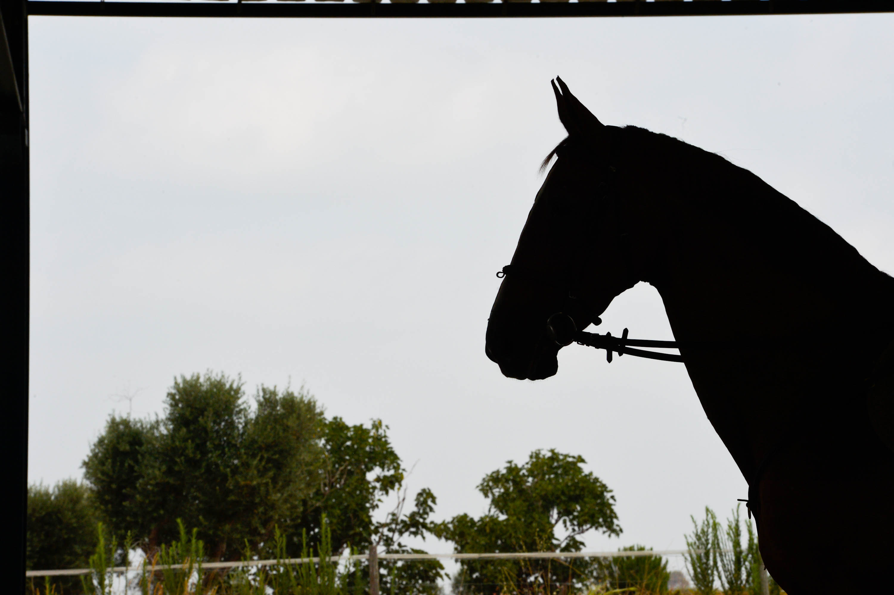 Baloubet curte aposentadoria à margem de rixa de dono com clã Pessoa. (Foto: Fernando Dantas/Gazeta Press)