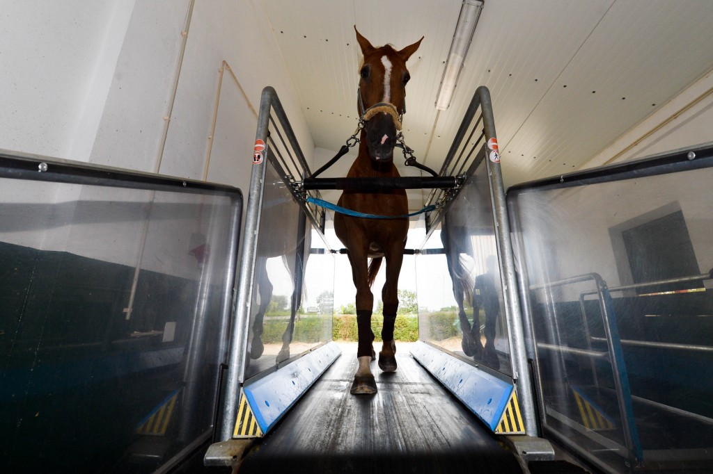 Aposentado, Baloubet tem vida de luxo em Portugal (Foto: Fernando Dantas/Gazeta Press)